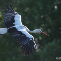 Stork-flyg-DSC_8654.jpg