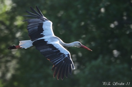 Stork-flyg-DSC 8654