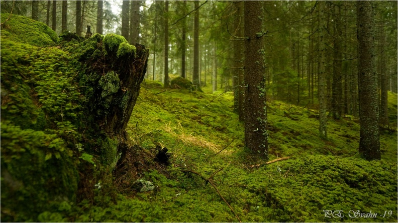 skog-mossa-DSC_5002-Exposure-20191126.jpg
