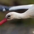 1-vit stork-DSC_2338-20200407.jpg