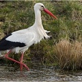 vit stork-DSC_2275-20200407.jpg