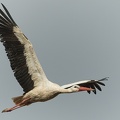 vit stork-20220930-DSC_4771.jpeg