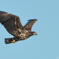 Havs  rn-DSC 0323