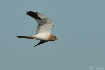 St  pph  k-DSC 5670