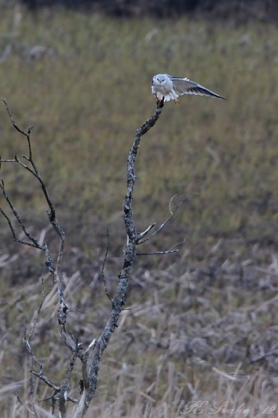 Svartvingad glada-DSC_8646.jpg