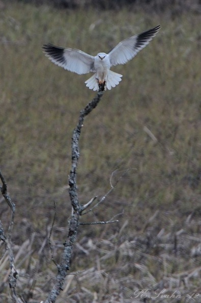 Svartvingad glada-DSC_8454.jpg