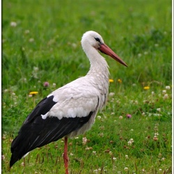 Vit stork