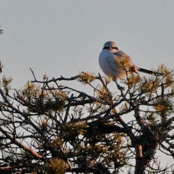 Varfågel