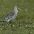R  dspov-DSC 7425