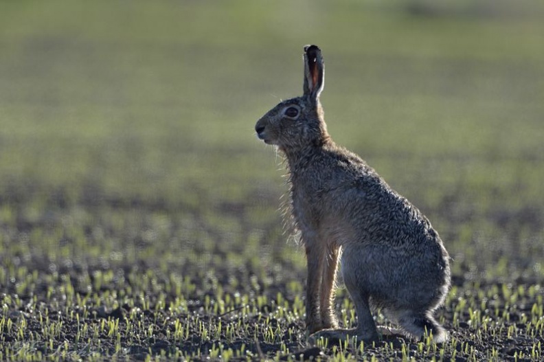 Hare DSC0381