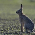 Hare DSC0381