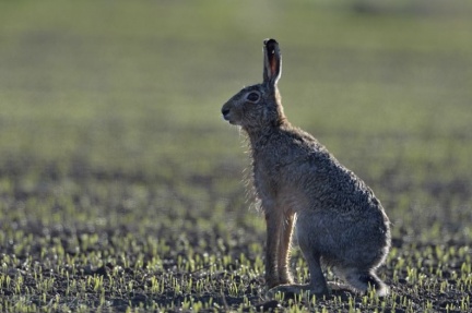 Hare DSC0381