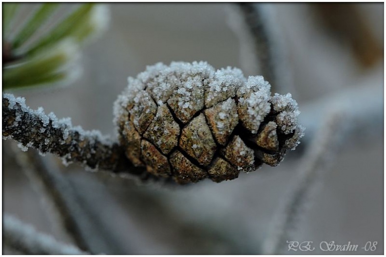 Frost-DSC_6944.jpg