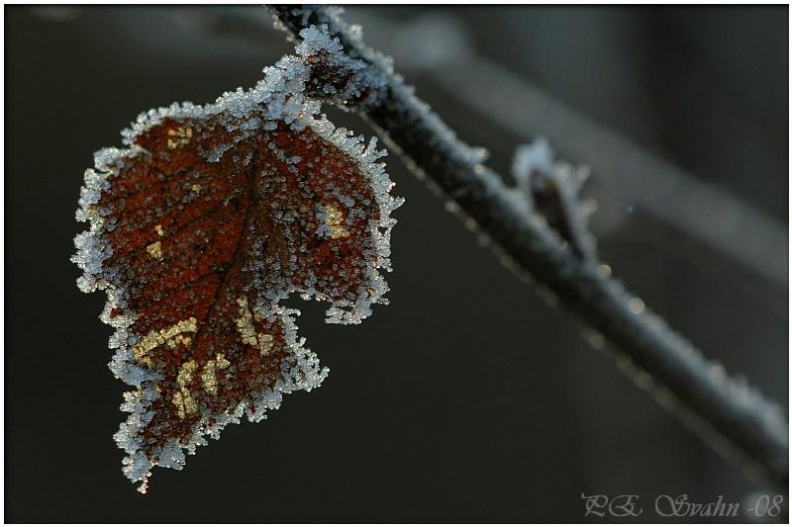 Frost-DSC 7044