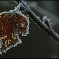 Frost-DSC 7044