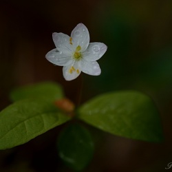Blommor