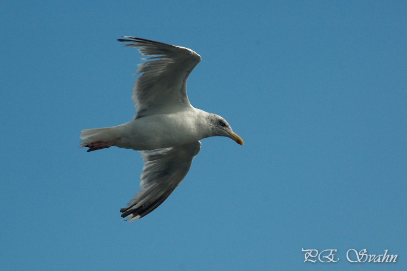 Gråtrut-DSC 7909