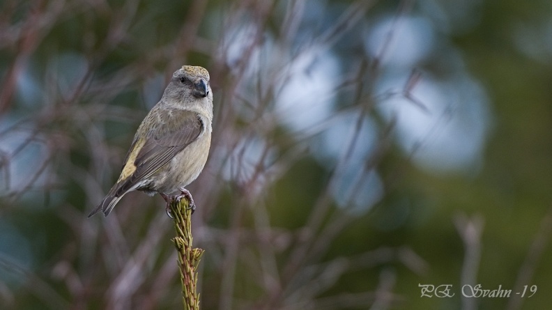 större korsnäbb-DSC 2969-20190301