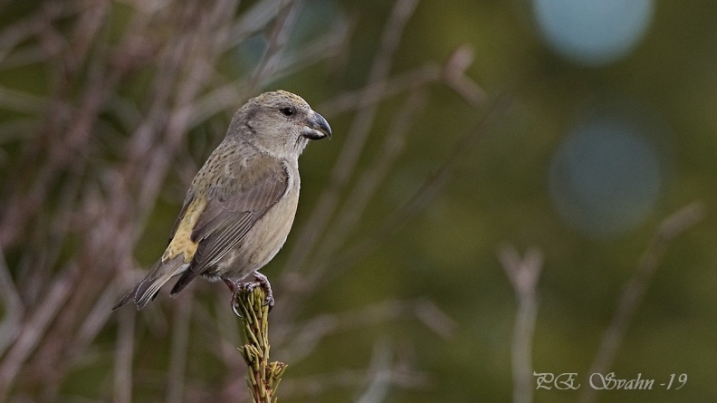 större korsnäbb-DSC_2963-20190301.jpg