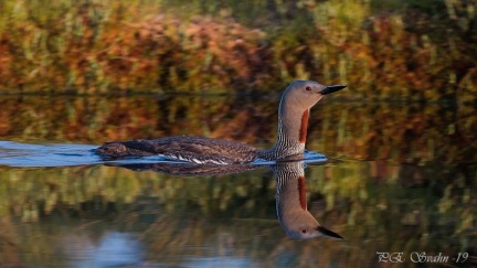 Smålom-DSC 6248-20190709