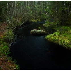 Natur, Skog/mossa