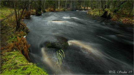 skog-mossa-DSC 4413-Exposure-20191119