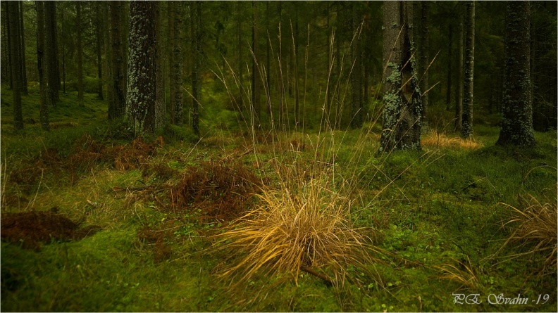 skog-mossa-DSC_5004-Exposure-20191126.jpg