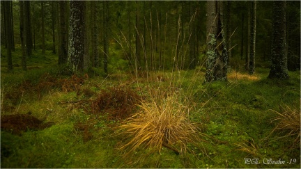 skog-mossa-DSC 5004-Exposure-20191126