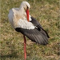 vit stork-DSC_2091-20200407.jpg