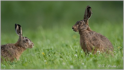 hare-DSC 7446-20200620