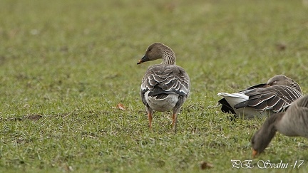 sädgås(rosicus)-DSC 8971-20170317