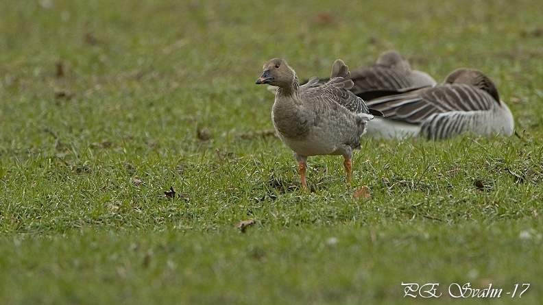 sädgås(rosicus)-DSC 8997-20170317