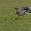 sädgås(rosicus)-DSC 8997-20170317