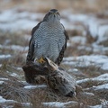 duvhök-20160215-DSC 0821-20160215