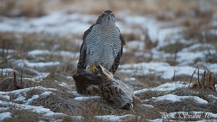 duvhök-20160215-DSC 0821-20160215