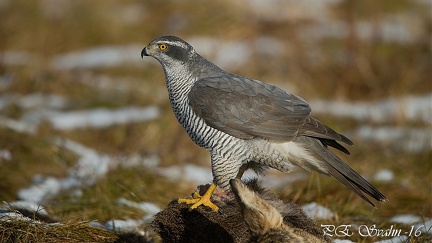 duvhök-20160215-DSC 1723-20160215