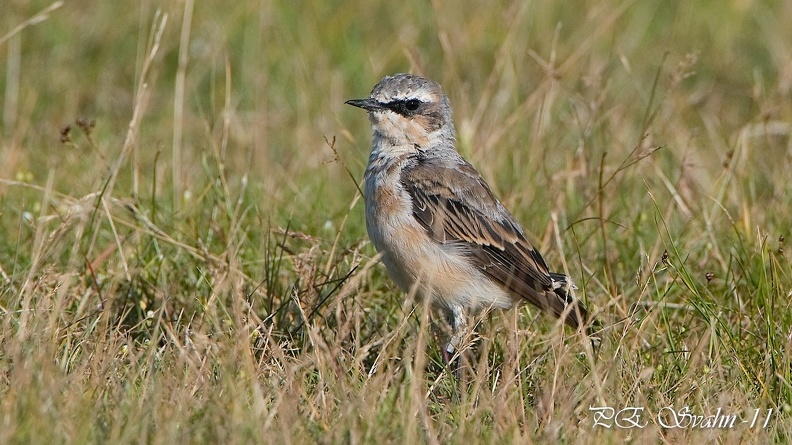 stenskvätta-DSC 2877-20110715