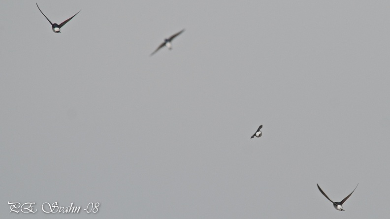orientseglare-DSC_0085-20080604.jpg
