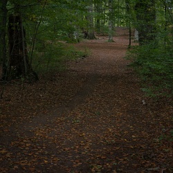 Bokskog