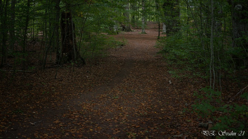 bokskog-20210921-DSC 0009