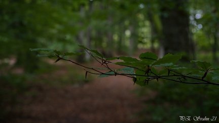 bokskog-20210921-DSC 0017