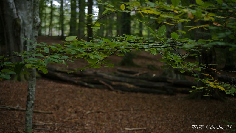 bokskog-20210921-DSC 0043