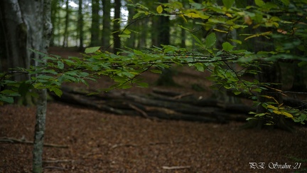 bokskog-20210921-DSC 0043