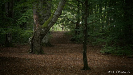 bokskog-20210921-DSC 0053