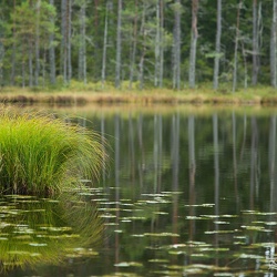 Skogstjärn