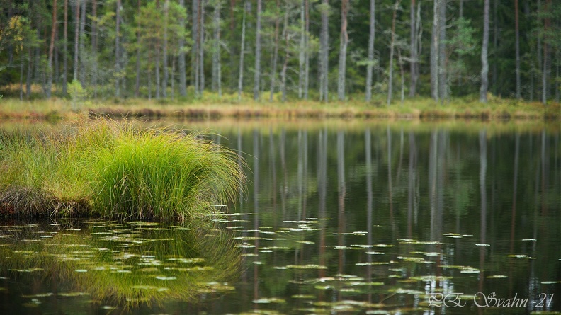 skogstjärn-20210927-DSC_0248.jpeg