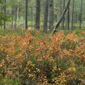 skogstjärn-20210927-DSC 0253