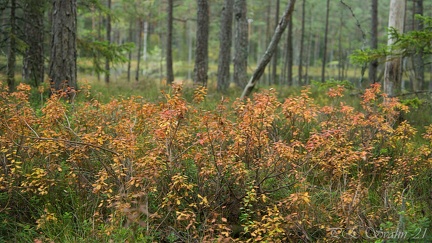 skogstjärn-20210927-DSC 0253