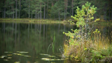 skogstjärn-20210927-DSC 0262