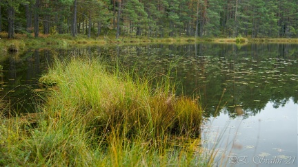 skogstjärn-20210927-DSC 0273